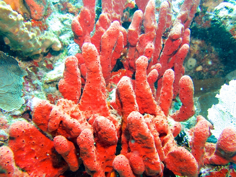 Red Tube Sponge IMG_6401.jpg